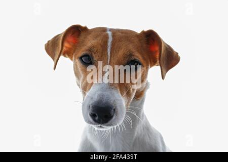 Nahaufnahme Porträt von niedlichen jungen Jack russell Terrier Welpen mit traurigen Augen, isoliert auf weißem Hintergrund. Studio-Aufnahme von entzückenden kleinen doggy mit gefaltet Stockfoto
