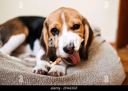 Dog Snack Kausticks für Welpen. Beagle Welpen essen Hund Snack Kausticks zu Hause. Beagle Eat, Hundefutter für Beagles Stockfoto