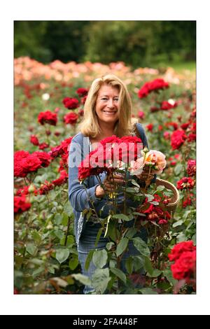 Danae Brook, Journalistin, betreibt das einzige Unternehmen im Land, das englische Rosen in chemisch freiem Land, meist im Freien, anbauen kann. Ihre Farm befindet sich in Little Horkesley in der Nähe von ColchesterFoto von David Sandison The Independent Stockfoto