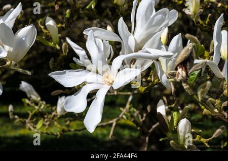 Weiße Blume Magnolia stellata auch bekannt als Stern Magnolia in Frühling in Irland Stockfoto