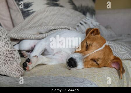 Niedlicher einjähriger Jack Russel Terrier-Welpen mit gefalteten Ohren, der friedlich auf der Couch schläft. Kleine liebenswert doggy mit lustigen Fellflecken. Nahaufnahme, Polizist Stockfoto