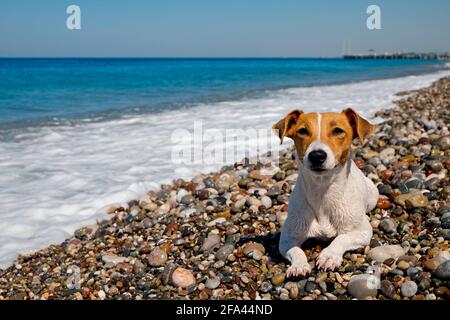 Lustig aussehende Jack russell Terrier Welpen nass nach dem Schwimmen im Meer, sonnen sich an der Sonne am Kiesstrand. Liebenswert doggy liegend auf Kieselsteinen. Por Stockfoto