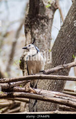 Weißkehlelster-jay Calocitta formosa auf der Insel Ometepe, Nicaragua Stockfoto