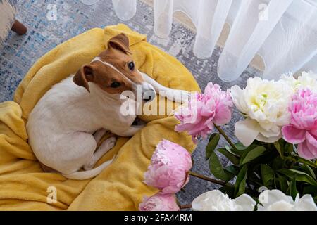 Niedlicher, verschlafter Jack Russel Terrier Welpe mit großen Ohren, die auf einem Hundebett mit gelber Decke ruhen. Kleiner entzückender Hündchen mit lustigen Fellflecken, die in Lun liegen Stockfoto