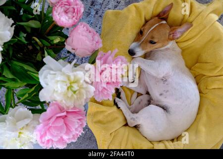 Niedlicher, verschlafter Jack Russel Terrier Welpe mit großen Ohren, die auf einem Hundebett mit gelber Decke ruhen. Kleiner entzückender Hündchen mit lustigen Fellflecken, die in Lun liegen Stockfoto