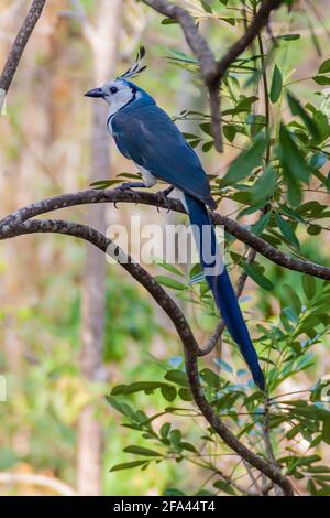 Weißkehlelster-jay Calocitta formosa auf der Insel Ometepe, Nicaragua Stockfoto