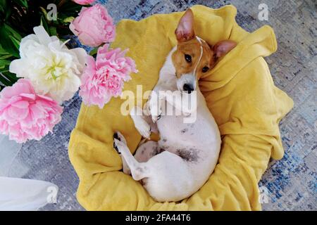 Niedlicher, verschlafter Jack Russel Terrier Welpe mit großen Ohren, die auf einem Hundebett mit gelber Decke ruhen. Kleiner entzückender Hündchen mit lustigen Fellflecken, die in Lun liegen Stockfoto