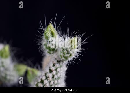 Blühender Kaktus Nahaufnahme Hasenohr Sukkulente mit gelber Blüte. Zarte Blume des Wüstenkaktus. Stockfoto