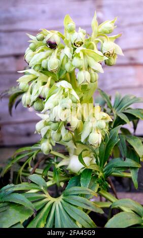 Blütenhaufen von Hellebore foetidus, auch stinkender helleborus genannt, hat Kleine grüne Blüten mit einem tiefviolett roten Rand Sie sind eine immergrüne Staude Stockfoto