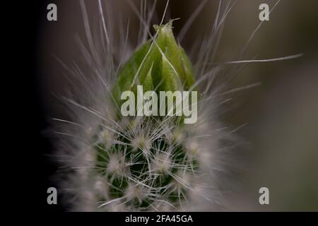 Nahaufnahme des blühenden Häschen-Ohrkaktus. Makroansicht von Kaktusblüten mit Kaktuskaktus. Stockfoto