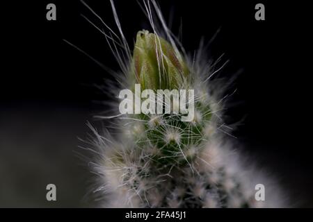 Kaktus Blüte gelbe Blume Hase Ohr sukkulent. Kostbare gelbe Blüte des Hasenohrkaktus. Stockfoto