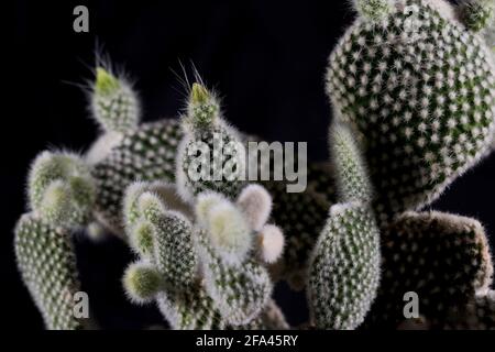 Hauspflanzen Sukkulenten isoliert auf schwarzem Hintergrund. Nahaufnahme Polka-Dot-Cactus. Stockfoto