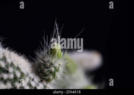 Blühender Kaktus Nahaufnahme Hasenohr Sukkulente mit gelber Blüte. Zarte Blume des Wüstenkaktus. Stockfoto