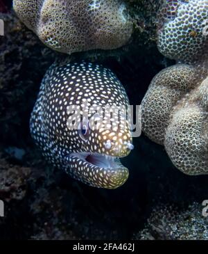 Gefleckte Muränen aus nächster Nähe mit offenem Mund und Zähnen unter Wasser auf Hawaii. Stockfoto