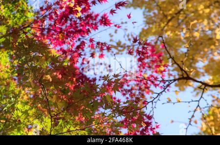 Selektiver Fokus auf die unterste von mehreren Schichten von bunten Japanischer Ahornbaum lässt sich im Herbst unter einem klaren blauen Himmel verfärben Stockfoto