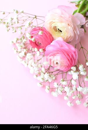 Ein schönes Bouquet von rosa Ranunculus (Butterblumen) mit zarten weißen Gypsophila-Blüten auf einem rosa Hintergrund. Stockfoto