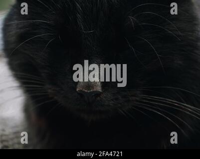 Nahaufnahme des schlafenden Gesichts einer schwarzen Katze mit verschlitzten Augen, Schnurrbart und dunklem Fell, Kopf von Haustiertieren oder Wildtieren Stockfoto