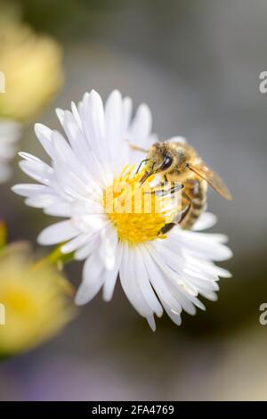 Biene - APIs Mellifera - bestäubt EINE Weiße Heide Aster Oder Frost Aster - Symphyotrichum Ericoides Stockfoto