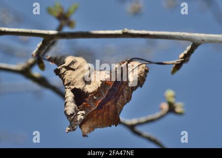 Trockene Kirschblätter auf einem Zweig mit grünen Knospen am blauen Himmel.Weicher Hintergrund, Bokeh Stockfoto