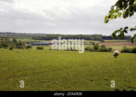 Jody Scheckter auf seiner Farm Laverstoke Park Farm in Hampshire PIC David Sandison Stockfoto