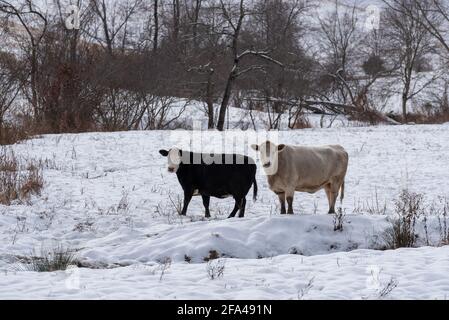 Eine schwarze Kuh und eine weiße Kuh auf einem verschneiten Bauernhof im ländlichen Virginia. Stockfoto