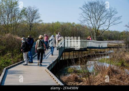 Alexandria, Virginia, USA - 8. April 2021. Foto von Touristen, die auf einer Promenade durch die Feuchtgebiete im Huntley Meadows Park in Alexandria VI wandern Stockfoto