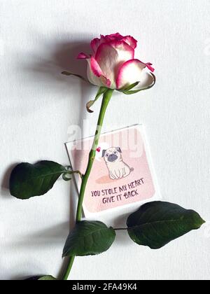 Liebeserklärung. Rose mit einer Postkarte. Rose auf weißem Hintergrund Stockfoto