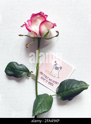Liebeserklärung. Rose mit Postkarte Stockfoto
