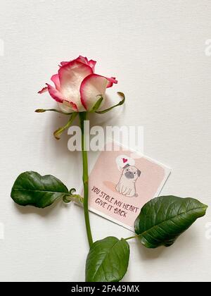 Rose mit einer Liebeserklärung Stockfoto