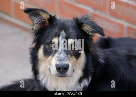 Eine Kopfaufnahme eines tricolorierten Border Collie Stockfoto