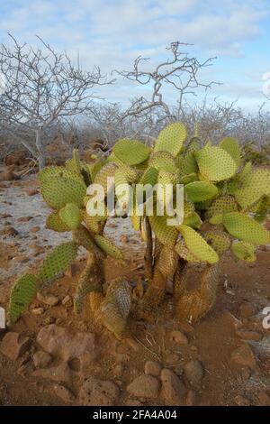 Galapagos-Kaktusbirne (Opuntia echios var. zacana) auf roter Erde, Nordseymour-Insel, Galapagos-Inseln, Ecuador Stockfoto