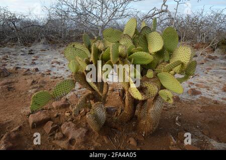 Galapagos-Kaktusbirne (Opuntia echios var. zacana) auf der Nordseymour-Insel, Galapagos-Inseln, Ecuador Stockfoto