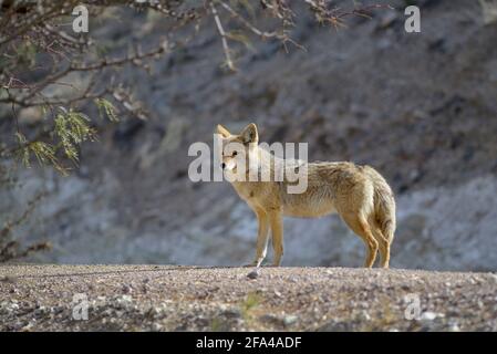 Einbeinige Kojote (Canis latrans), die im Gras stehen. Scotty's Castle, Death Valley, Kalifornien Stockfoto