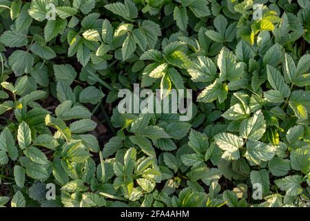 Aegopodium podagraria, Erdälber, gehört zu den Wildkräutern Stockfoto