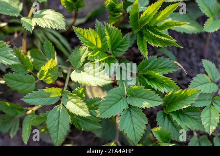 Aegopodium podagraria, Erdälber, gehört zu den Wildkräutern Stockfoto