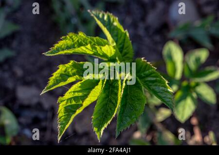 Aegopodium podagraria, Erdälber, gehört zu den Wildkräutern Stockfoto