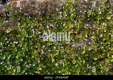 Efeu-leaved Toadflax, auch bekannt als Cymbalaria muralis, bedeckt eine Trockensteinwand im Frühjahr Stockfoto