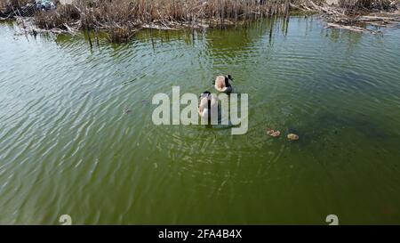 Gänse auf einem Teich auf einem Luftfoto am Frühlingstag Aufgenommen mit einer Drohne in 4k Stockfoto