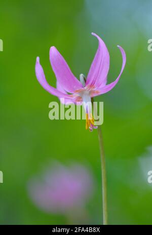 Erythronium revolutum, Cowichan Valley, Vancouver Island, British Columbia, Kanada Stockfoto