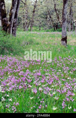 Cowichan Garry Oak Preserve Meadow, Cowichan Valley, Vancouver Island, British Columbia. Stockfoto