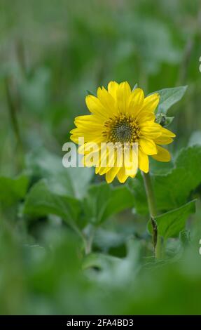 Deltoid Balsamroot Balsamorhiza deltoidea, Cowichan Valley, Vancouver Island, British Columbia, Kanada Stockfoto