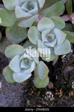 Broadleaf Stonecrop, Collinsia parviflora Sedum spathulifolium, Cowichan Valley, Vancouver Island, British Columbia, Kanada Stockfoto