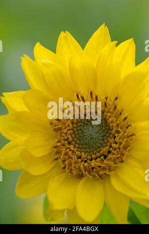 Deltoid Balsamroot Balsamorhiza deltoidea, Cowichan Valley, Vancouver Island, British Columbia, Kanada Stockfoto