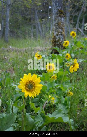 Deltoid Balsamroot Balsamorhiza deltoidea, Cowichan Valley, Vancouver Island, British Columbia, Kanada Stockfoto