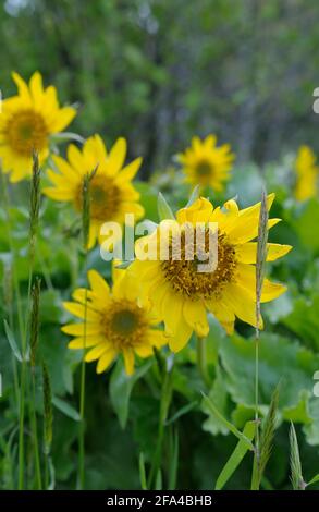 Deltoid Balsamroot Balsamorhiza deltoidea, Cowichan Valley, Vancouver Island, British Columbia, Kanada Stockfoto