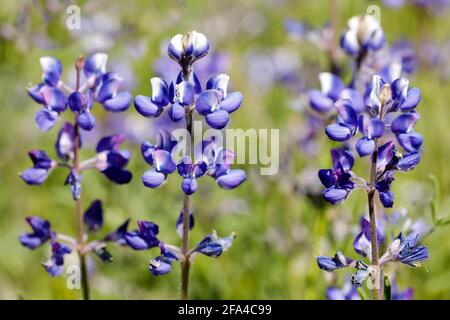 Himmel-Lupinen in Blüte. Foothills Park, Santa Clara County, Kalifornien, USA. Stockfoto