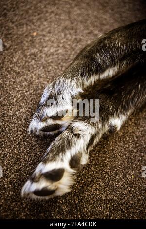 Nahaufnahme eines alten Hunde Front Paws As He Sleeps Stockfoto