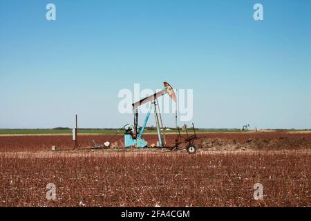 Rostiger blauer Kürbis in einem geernteten Baumwollfeld Stockfoto