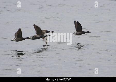 Brent-Gänse im Flug Stockfoto