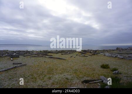 Wetter und Wolken ziehen über einen mit Holz übersäten Strand. Stockfoto